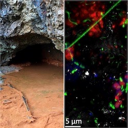 experimentelle Biogeochemie